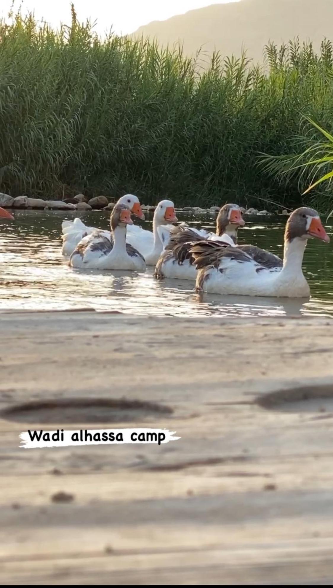 Wadi Al-Hassa Camp 호텔 Khawkhah 외부 사진